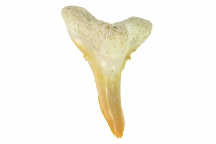 Bone Valley Shark Tooth (Hemipristis) - Lower Tooth #145145